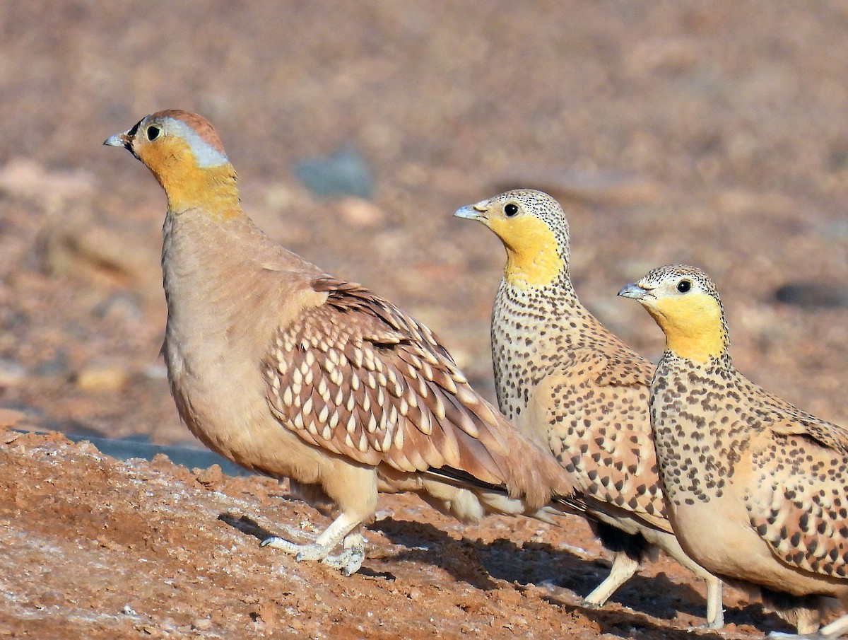 Spotted Sandgrouse - ML639922784