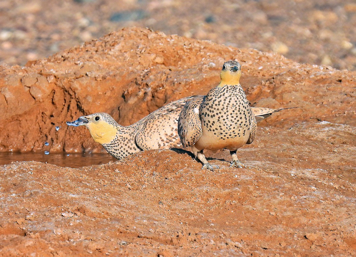 Spotted Sandgrouse - ML639922785