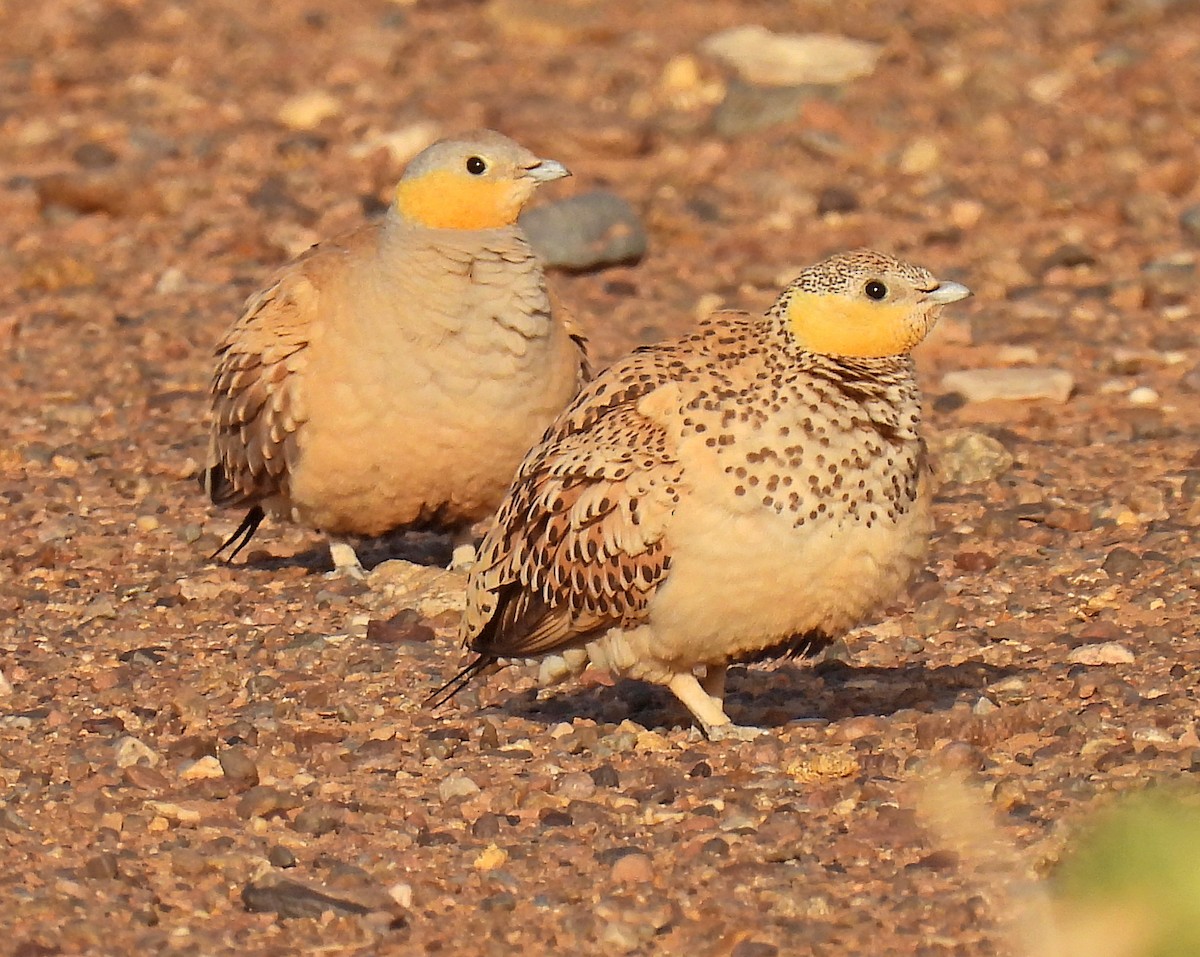 Spotted Sandgrouse - ML639922786