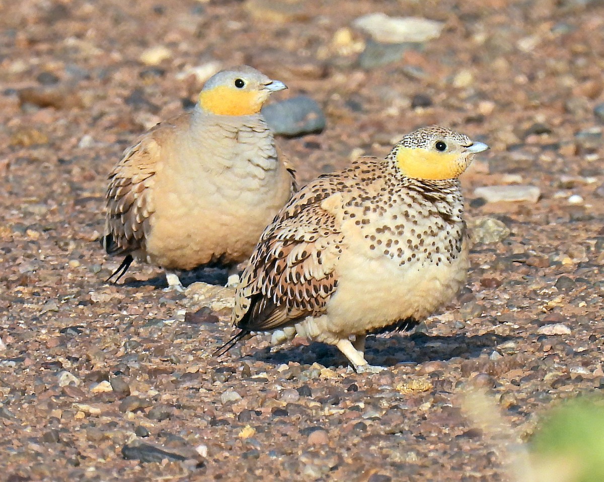 Spotted Sandgrouse - ML639922787