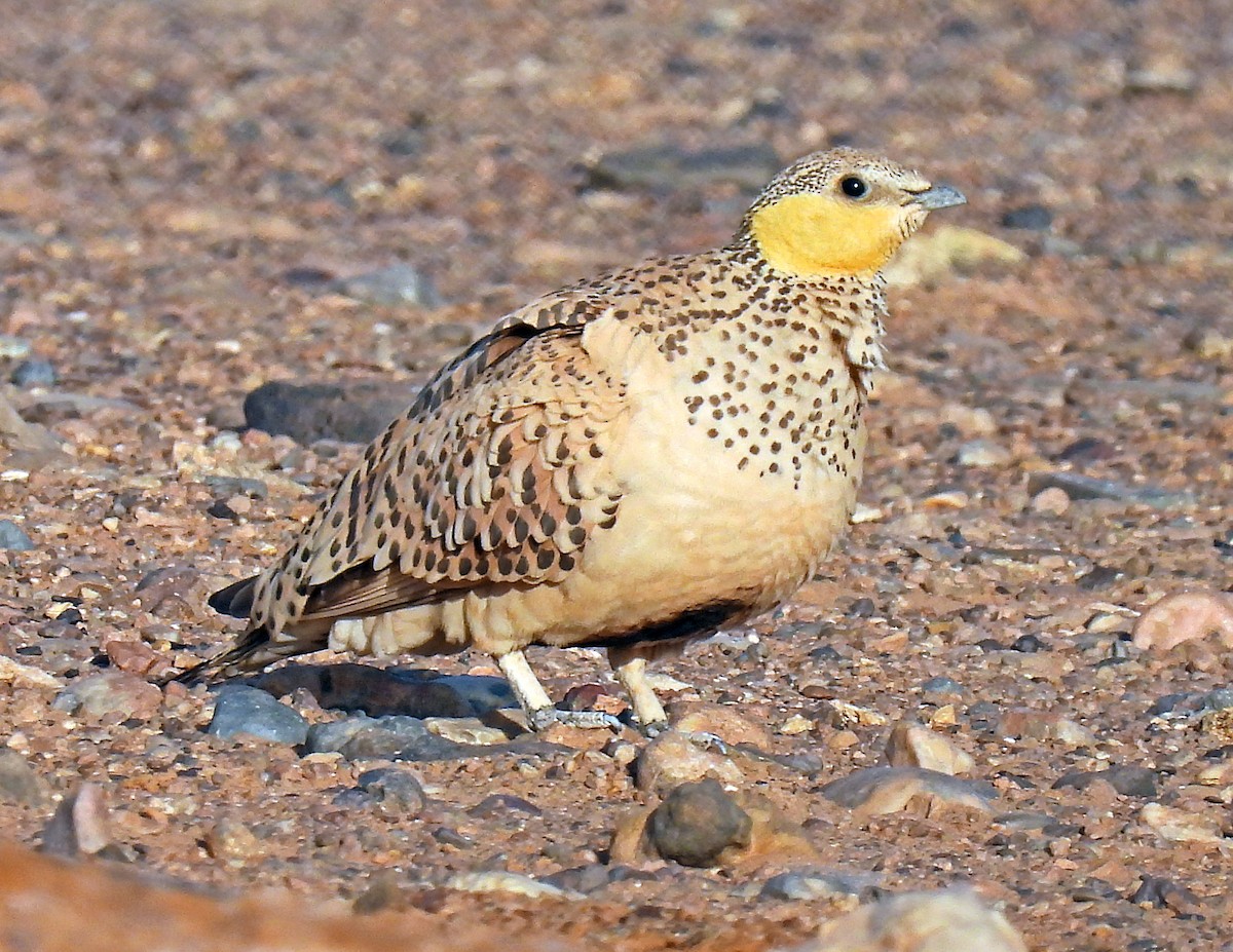 Spotted Sandgrouse - ML639922788