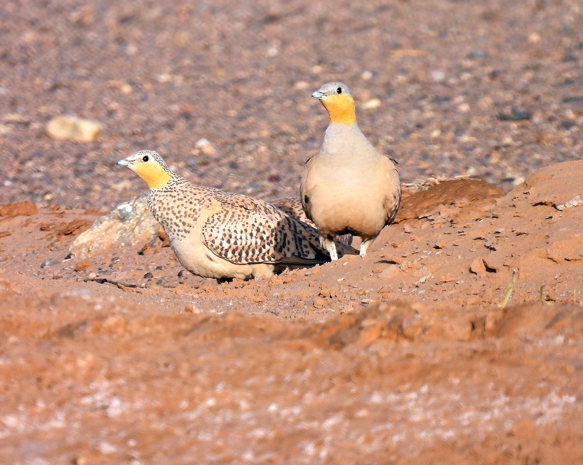 Spotted Sandgrouse - ML639922790