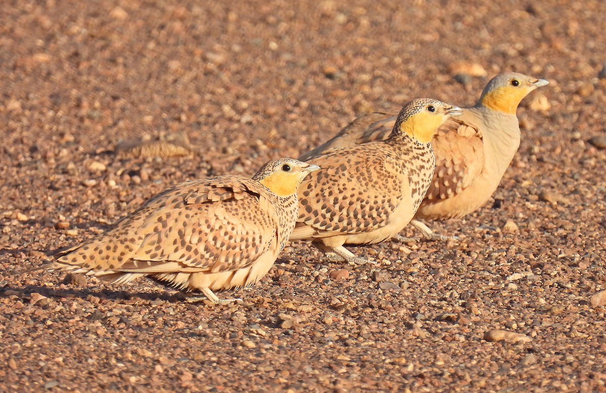 Spotted Sandgrouse - ML639922791