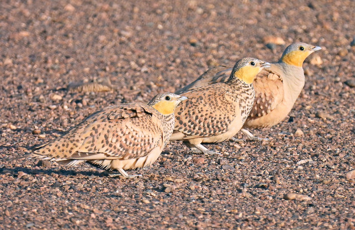 Spotted Sandgrouse - ML639922792