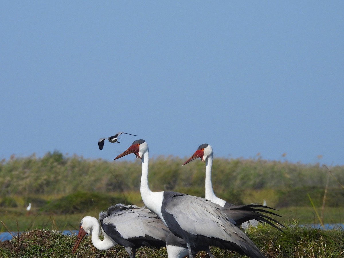 Wattled Crane - ML639922793