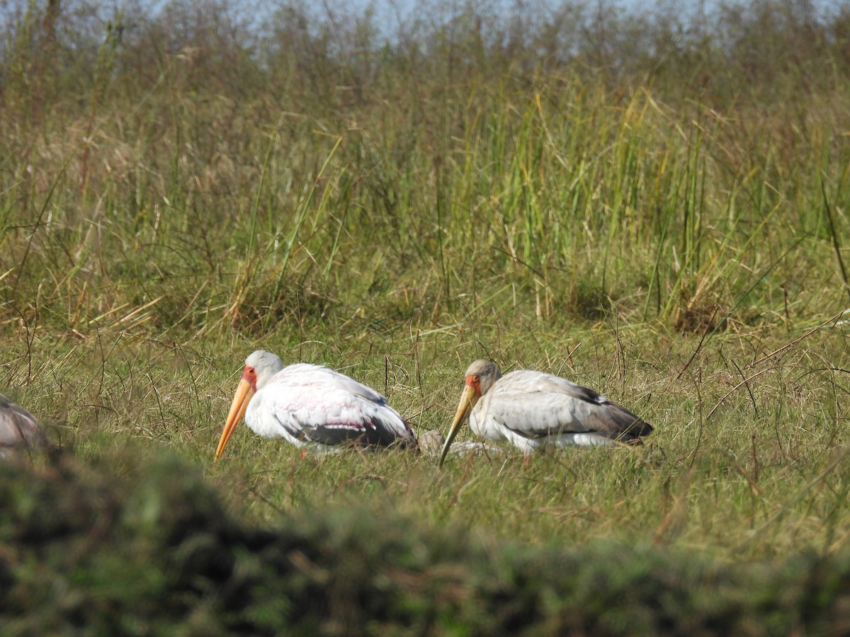 Yellow-billed Stork - ML639922817