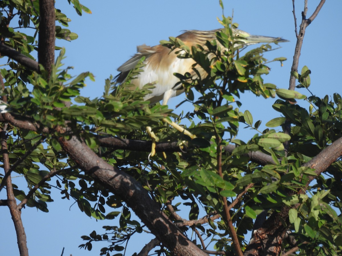 Squacco Heron - ML639922841