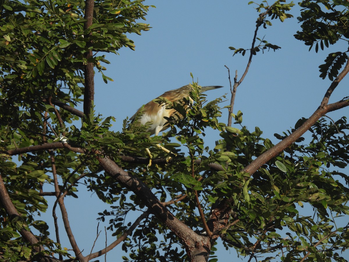 Squacco Heron - ML639922844
