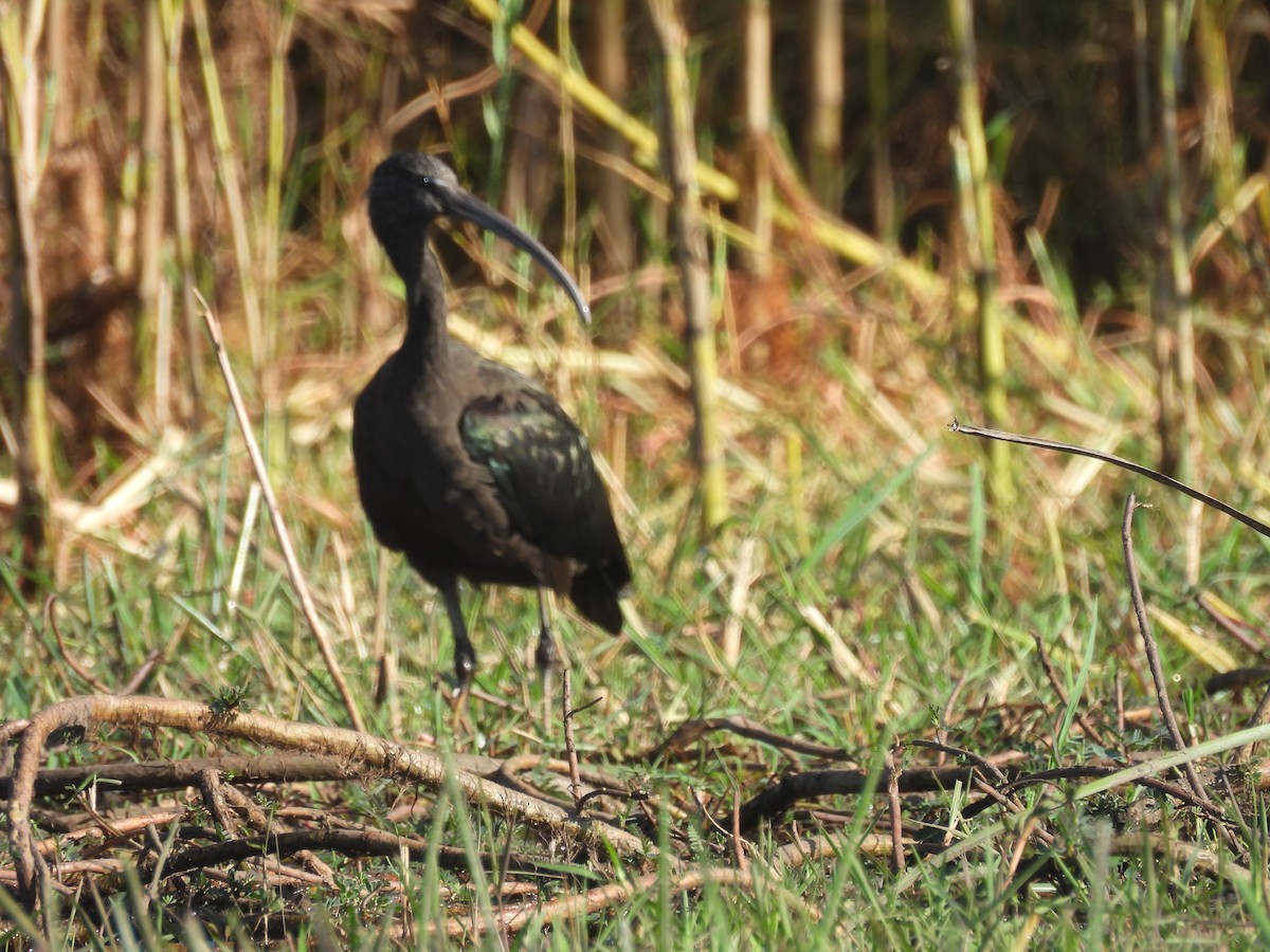 Glossy Ibis - ML639922856