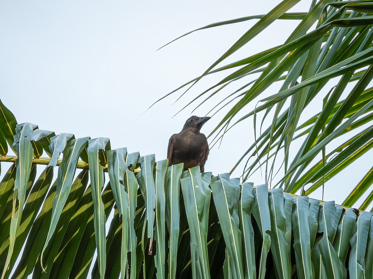 Halmahera Paradise-crow - ML639922858