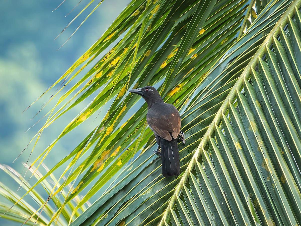 Halmahera Paradise-crow - ML639922859