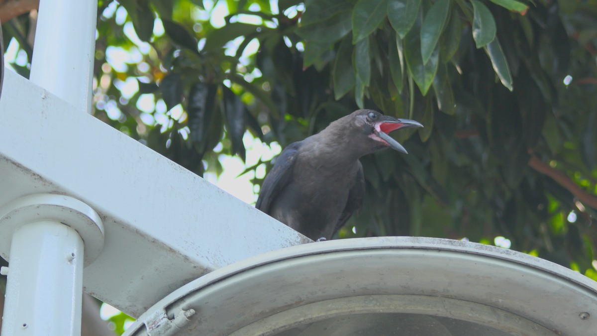 House Crow - ML639922864