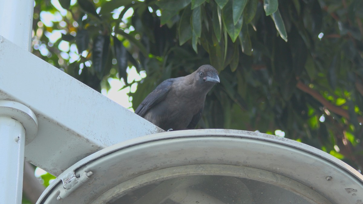 House Crow - ML639923050