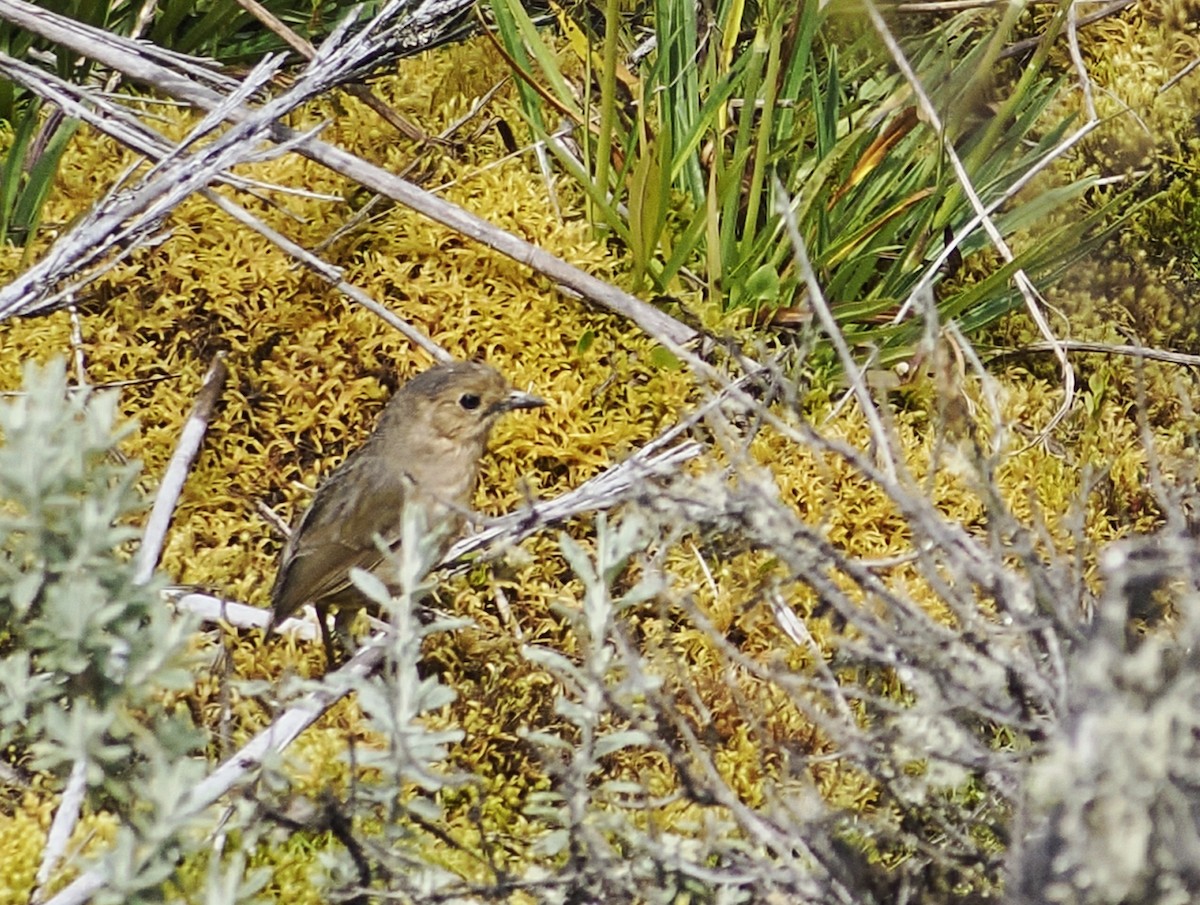 Boyaca Antpitta - ML639923132