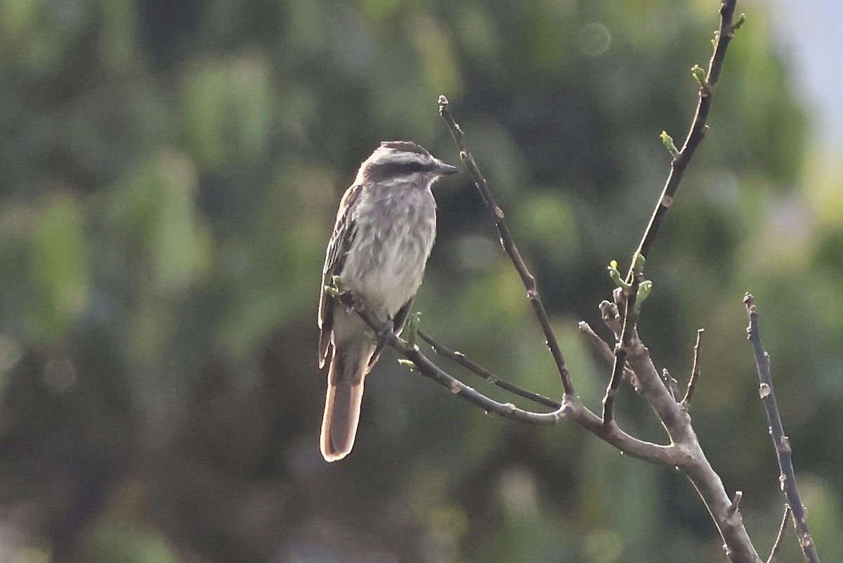 Variegated Flycatcher - ML639923138