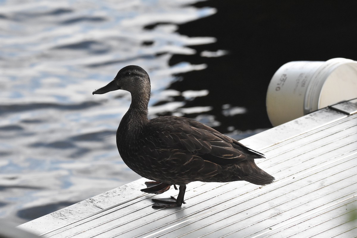 American Black Duck - ML639923140
