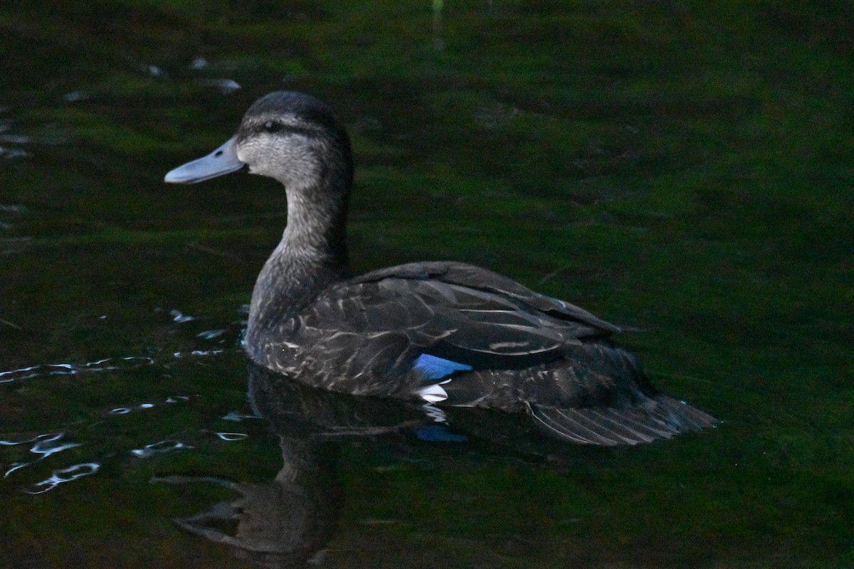 American Black Duck - ML639923141