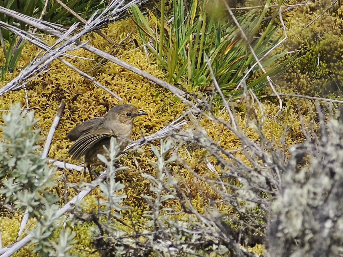 Boyaca Antpitta - ML639923142