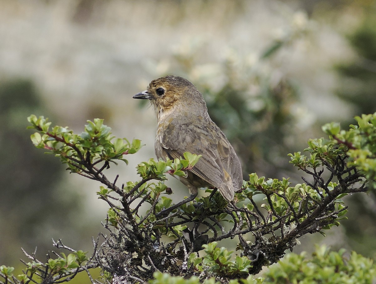 Boyaca Antpitta - ML639923146