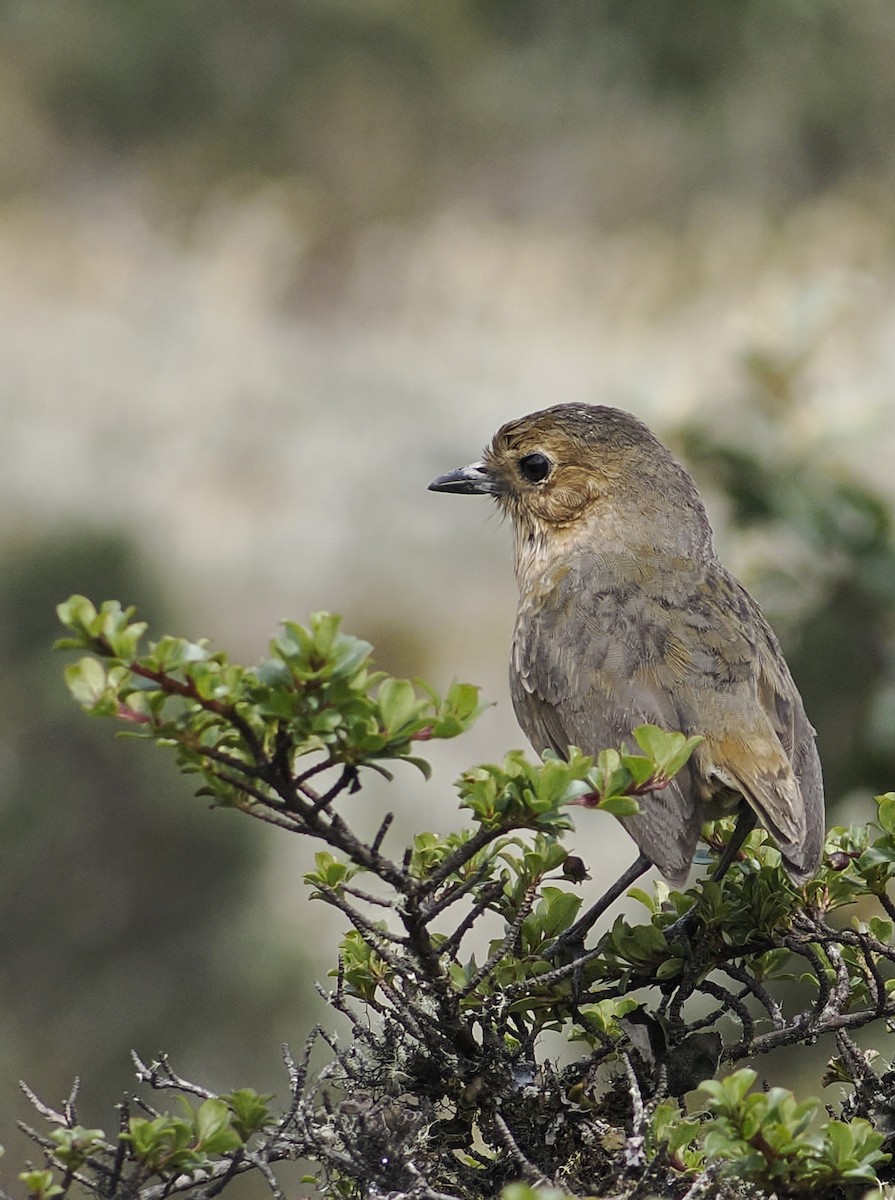 Boyaca Antpitta - ML639923164