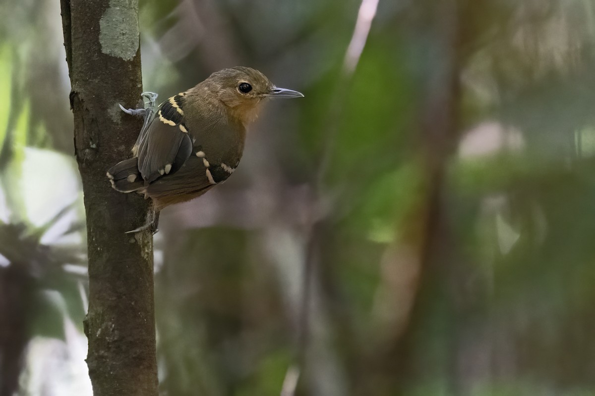 Plain-throated Antwren - ML639923165