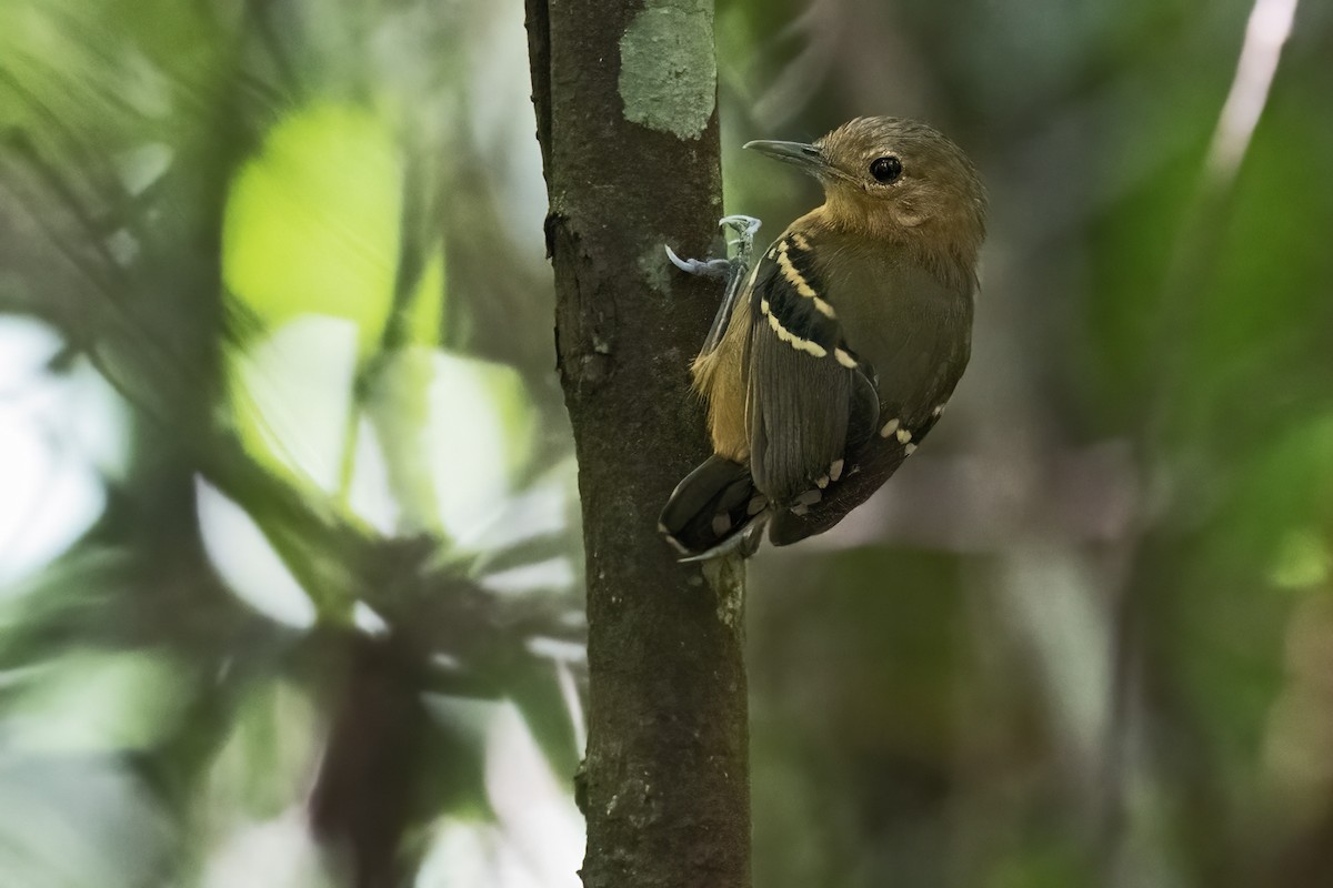 Plain-throated Antwren - ML639923166
