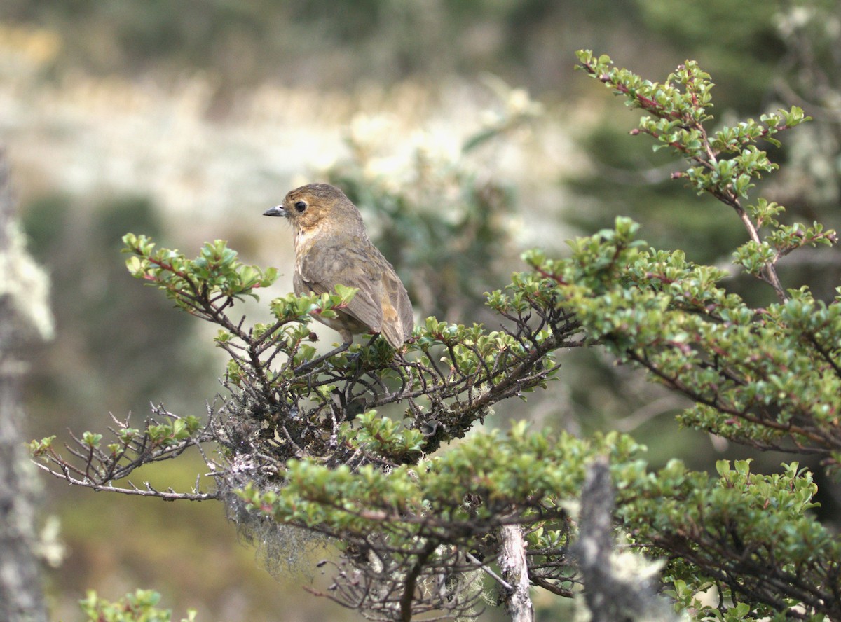 Boyaca Antpitta - ML639923175
