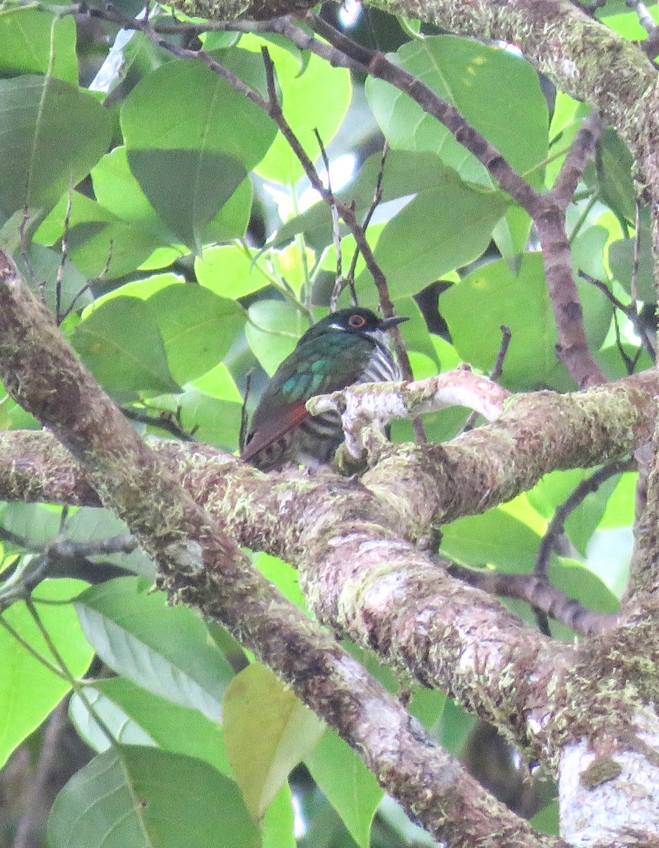 kukačka bělouchá - ML639923212