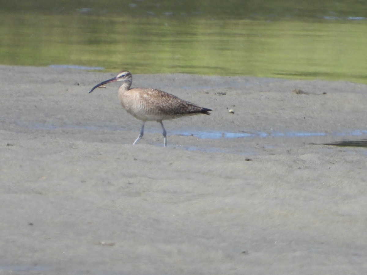Hudsonian Whimbrel - ML639923221