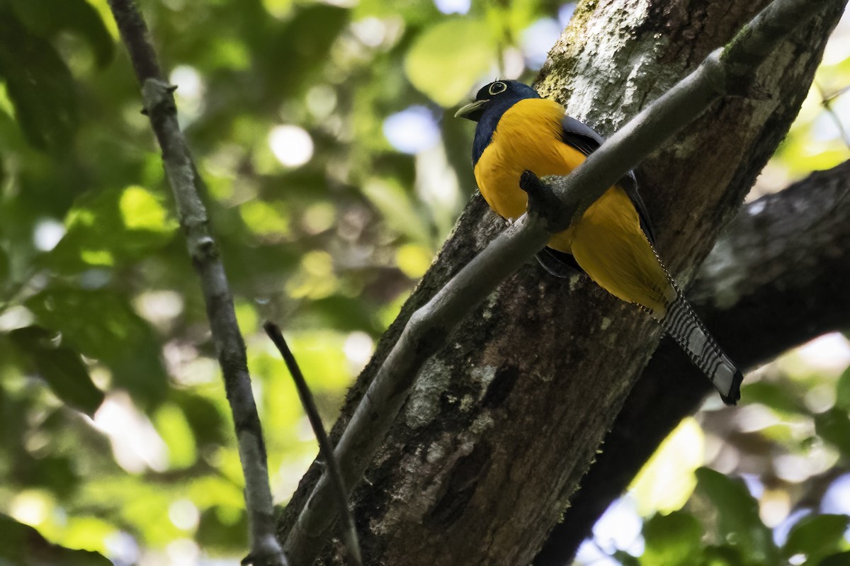 Amazonian Black-throated Trogon - ML639923239