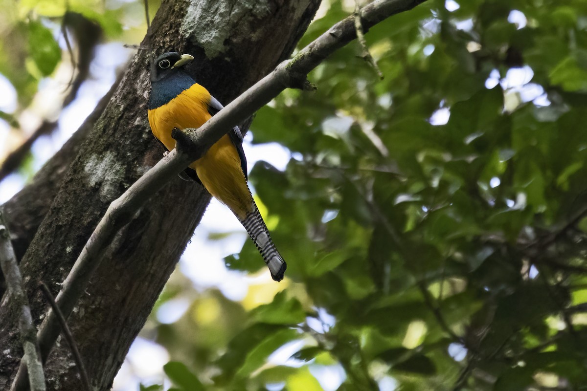 Amazonian Black-throated Trogon - ML639923240