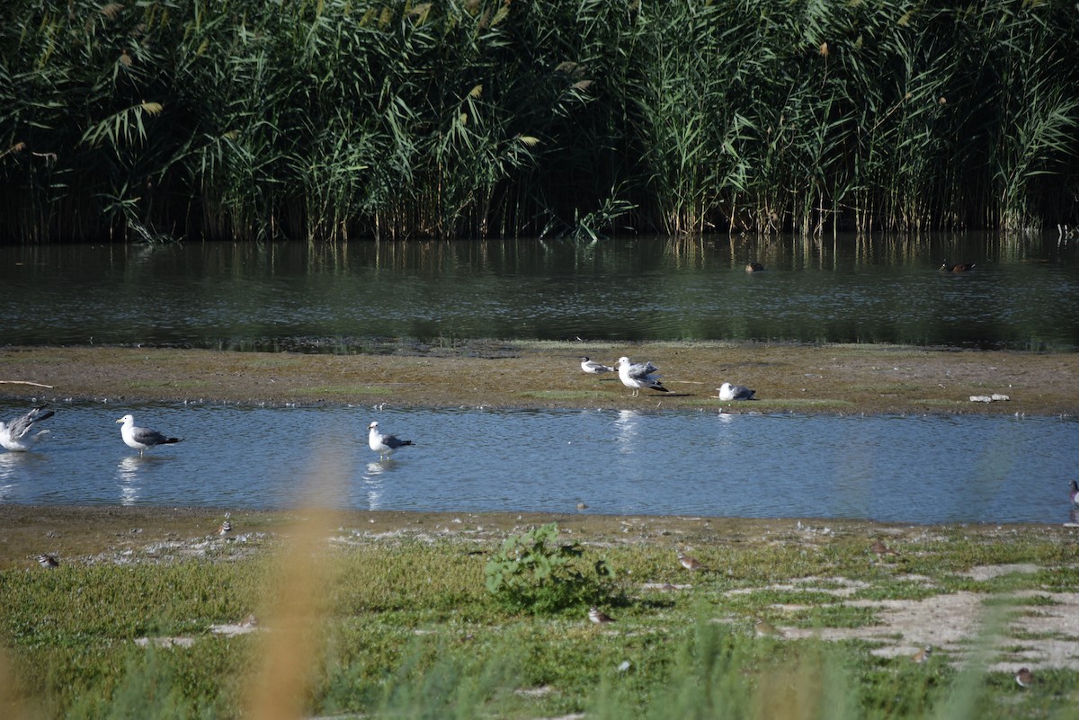 Maskeli Martı - ML639923260