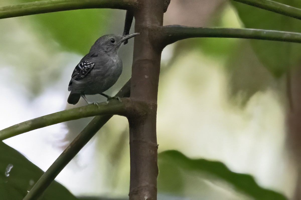 Gray Antwren - ML639923297