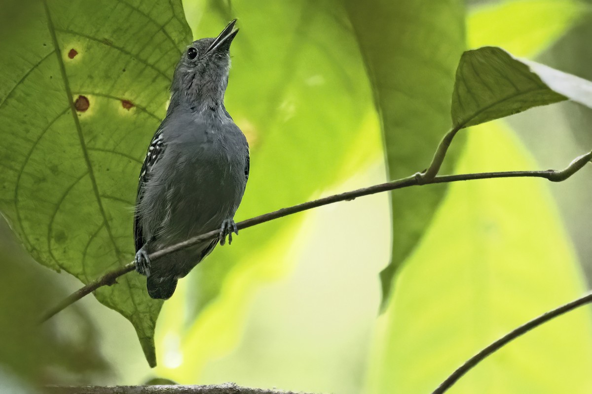 Gray Antwren - ML639923298