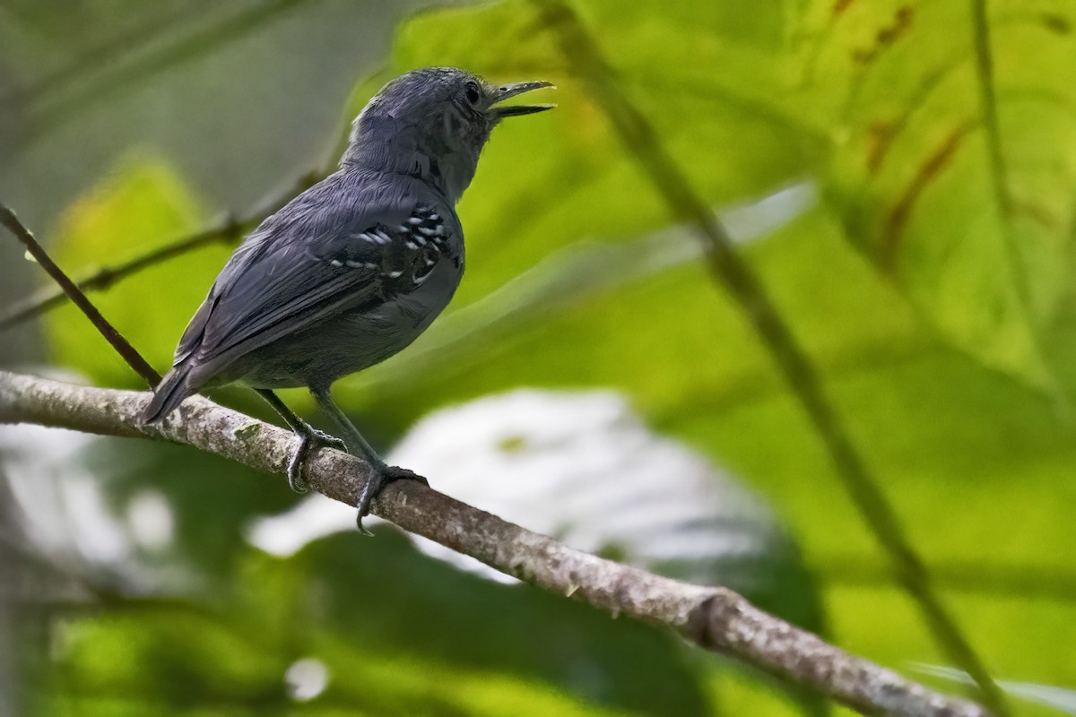 Gray Antwren - ML639923299