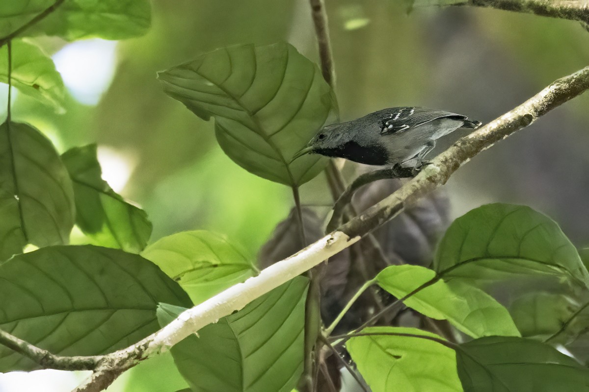 Long-winged Antwren - ML639923351