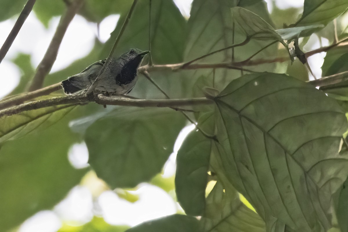 Long-winged Antwren - ML639923352