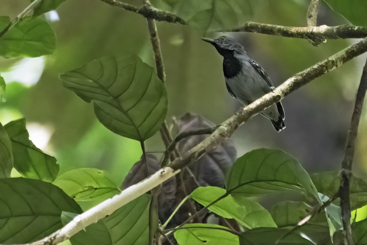 Long-winged Antwren - ML639923353