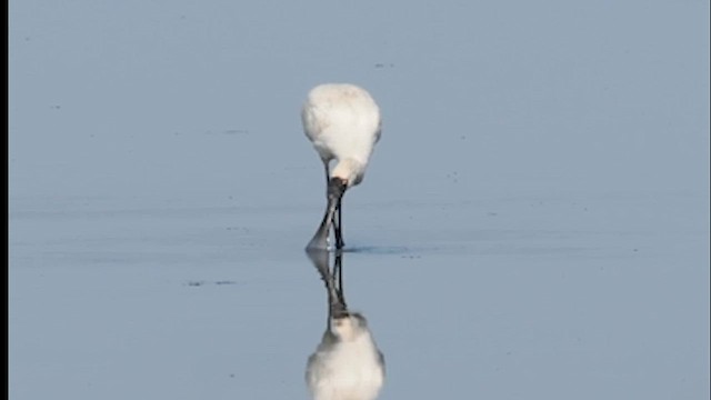 Royal Spoonbill - ML639923364