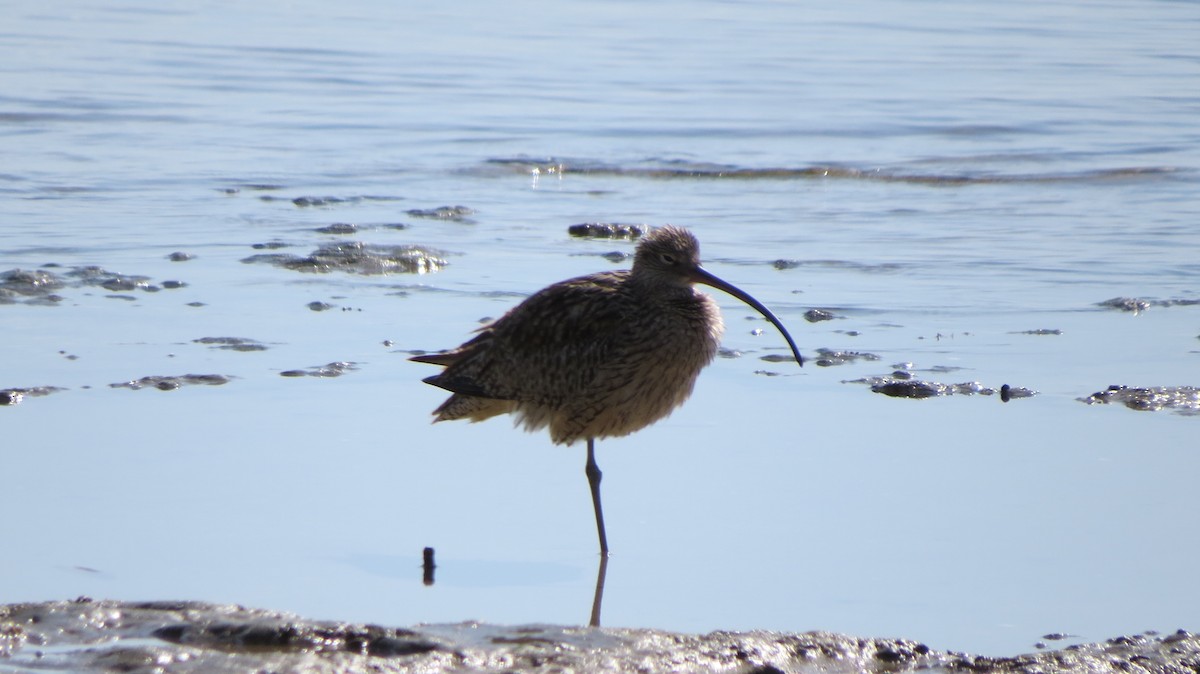 Far Eastern Curlew - Maxime Aubert