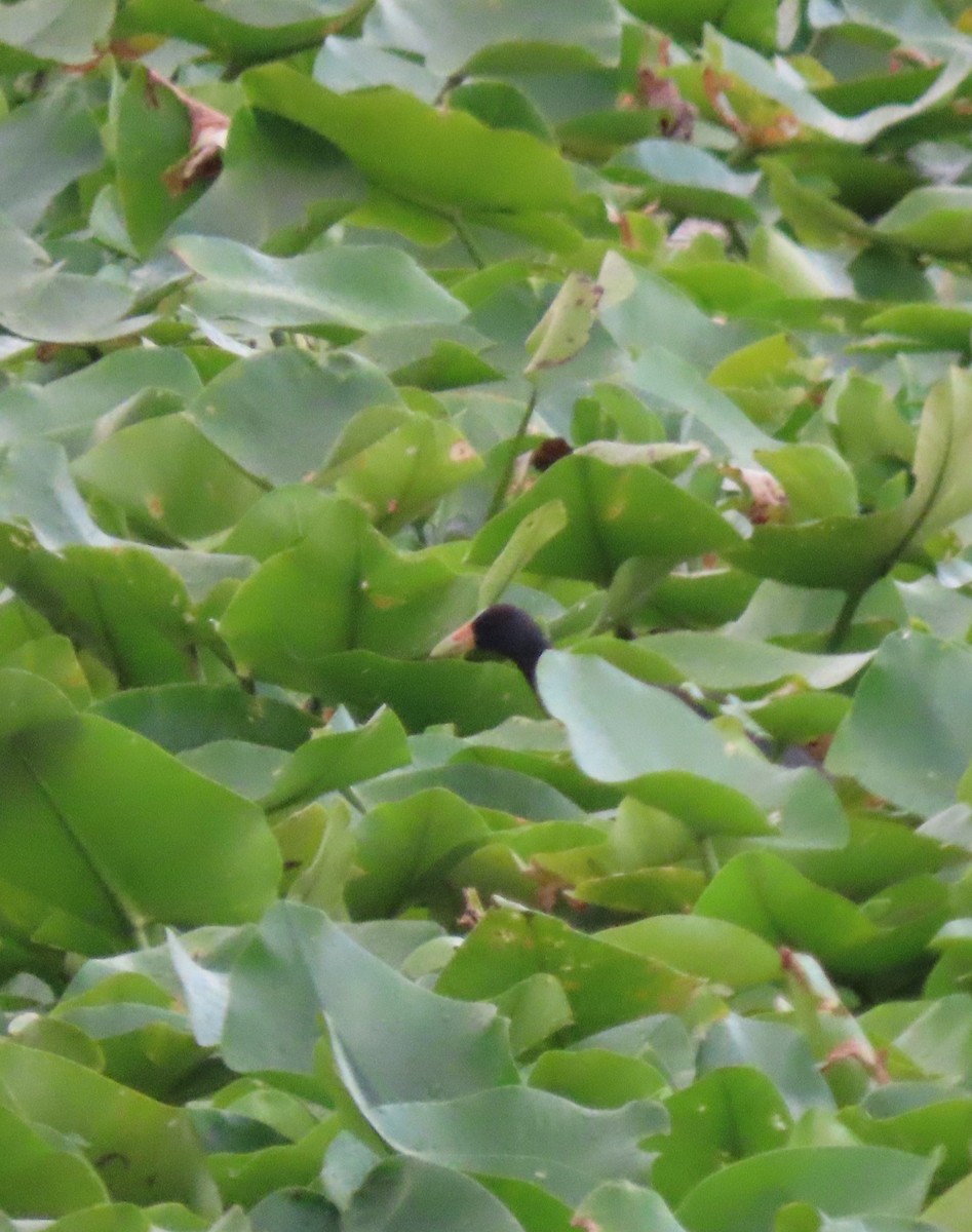 Purple Gallinule - ML639923430