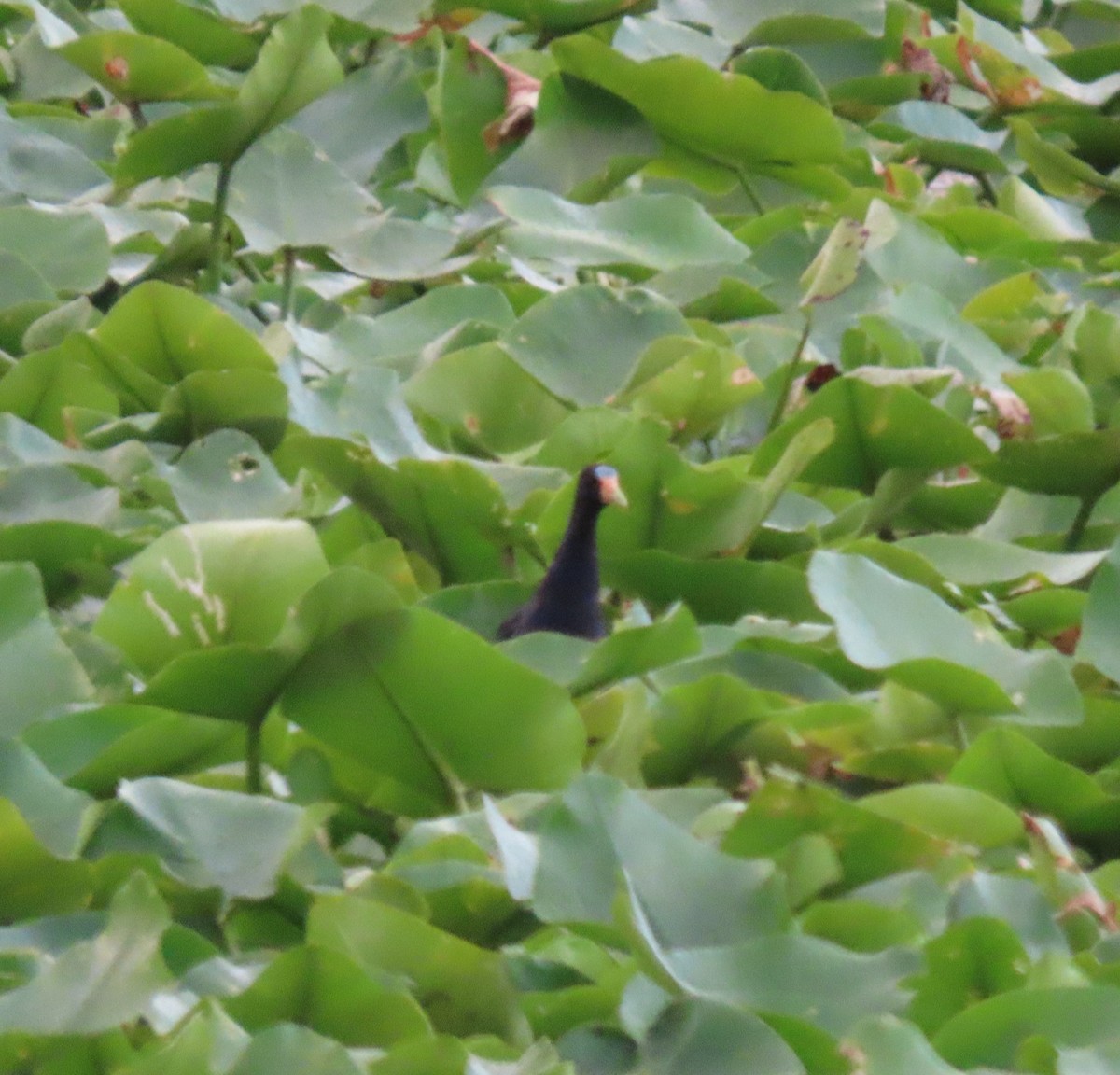 Purple Gallinule - ML639923431