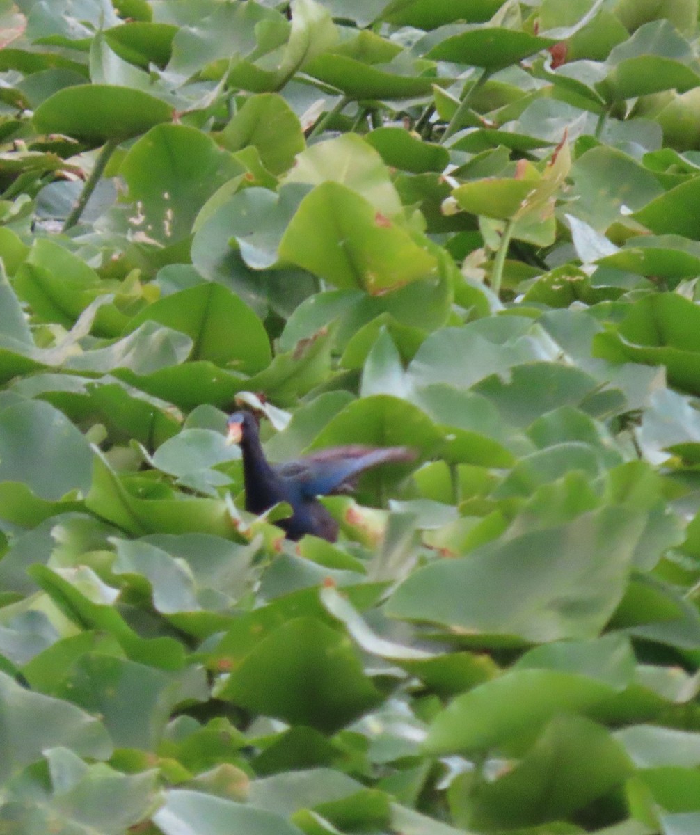Purple Gallinule - ML639923449