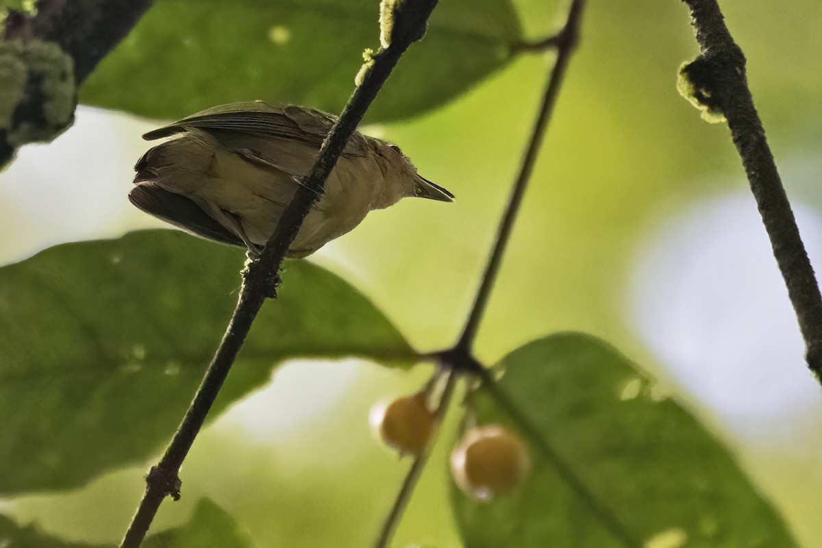 Long-winged Antwren - ML639923459