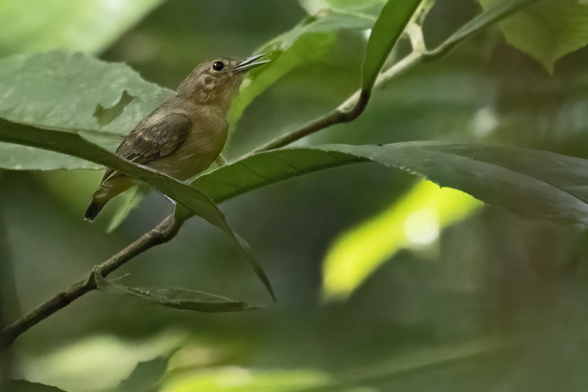 Long-winged Antwren - ML639923460