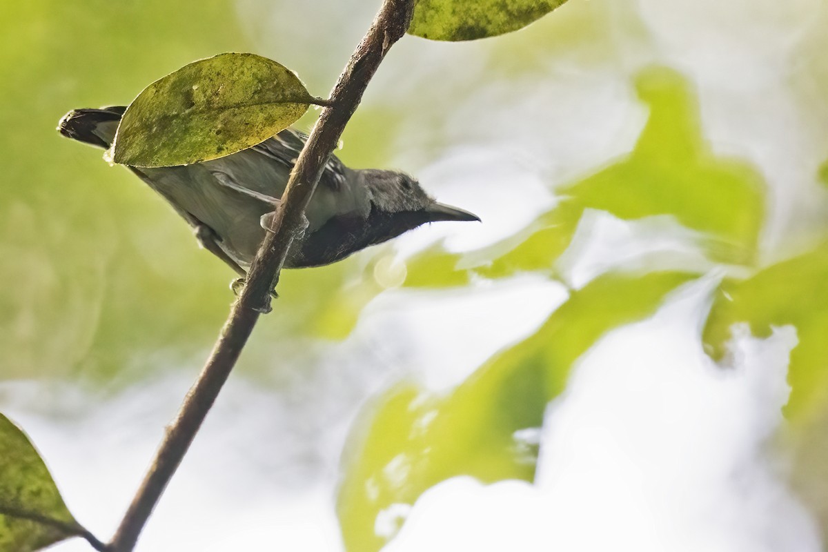 Long-winged Antwren - ML639923461
