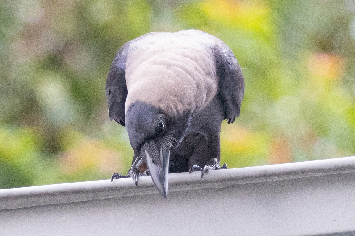 House Crow - ML639923523