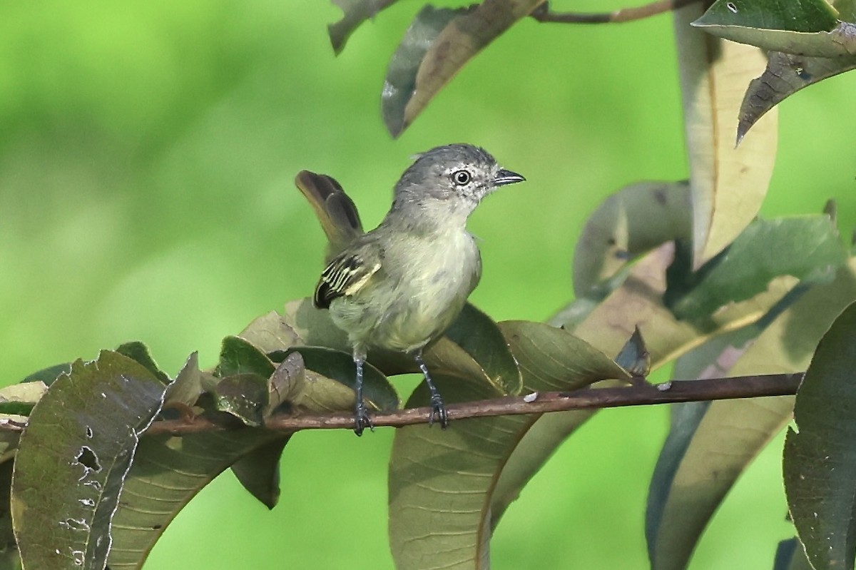 Guianan Tyrannulet - ML639923531