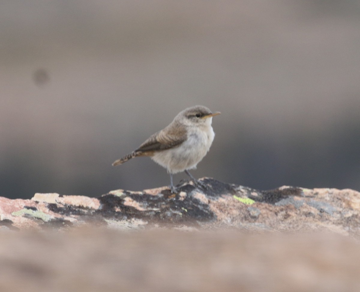 Rock Wren - ML639923558