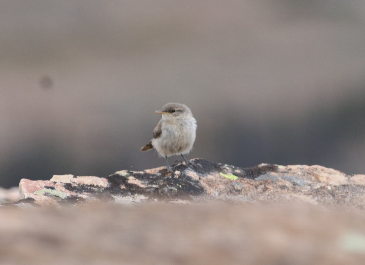 Rock Wren - ML639923559